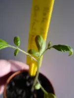 P1070394Rote Chinesische Coctailtomate.webp