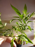 P1070396Pepino 3erTopf.JPG