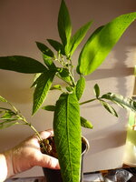 P1070397Pepino 2er Topf.JPG