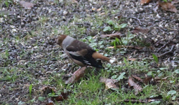 Kernbeißer 0225.webp