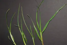 Poa trivialis Blätter 20230430.webp