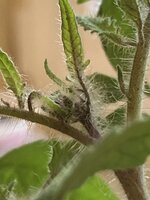 IMG_0263.jpeg