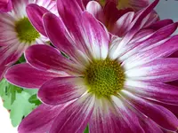 15.webp