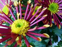 16.webp