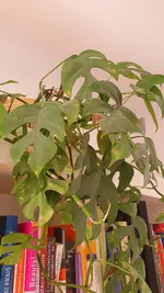 20250325_145532.webp