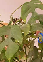 Screenshot_20250325_182559_Samsung Internet.webp