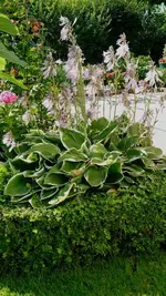 IMG_20170717_085054781.jpg IMG_20170717_085054781.jpg