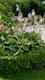 IMG_20170717_085054781.jpg