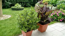 IMG_20180617_170002158.jpg IMG_20180617_170002158.jpg