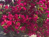 IMG_8120.jpeg
