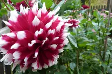 049.webp