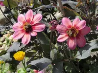 001.webp