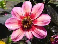 002.webp