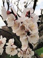 IMG_20250325_124927.jpg