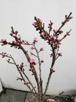 IMG_20250325_125059.jpg