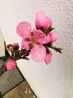 IMG_20250325_125157.jpg