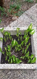 Hosta_2.webp