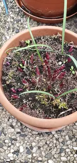 Hosta_1.webp
