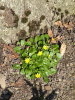 P1070319Schabockskraut.JPG