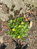 P1070319Schabockskraut.webp