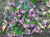 IMG_20250323_153220.webp