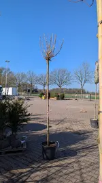 Acer platanoides 'Globosum' 225 cm Stamm 14-16 StU im Container.webp