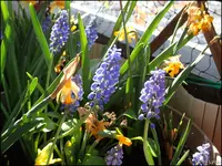 c013.webp