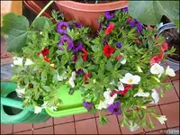 c016.webp