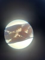 IMG_9970.jpeg