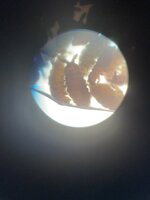 IMG_9974.jpeg