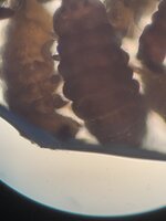IMG_9976.jpeg