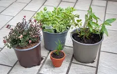 neue_kraeuter.webp