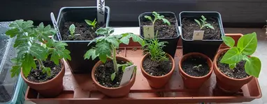 250327_minis.webp