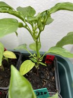 IMG_4760.jpeg