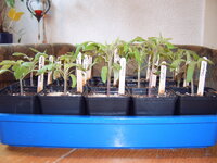 Tomaten 28.03 (3).JPG