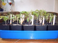 Tomaten 28.03 (3).webp