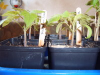 Tomaten 28.03 (4).JPG