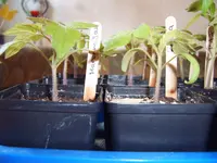 Tomaten 28.03 (4).webp