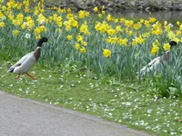 321.webp
