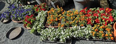 IMG_6379.jpg