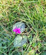 Cyclamen.jpg