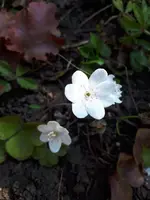 20250324_122139.webp
