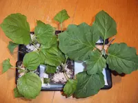 Auberginen 29.03 (1).webp