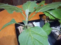 Auberginen 29.03 (2).webp