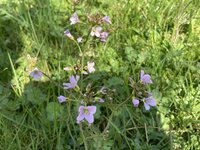 IMG_3714.jpeg