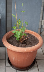 250329_hopfen.jpg