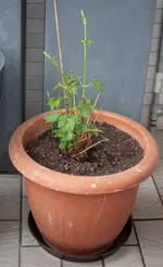 250329_hopfen.jpg