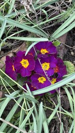 IMG_3849.jpeg