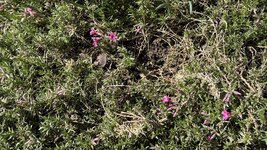 IMG_3857.jpeg