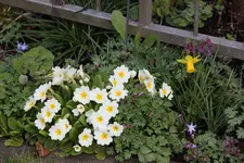 März     2525.webp